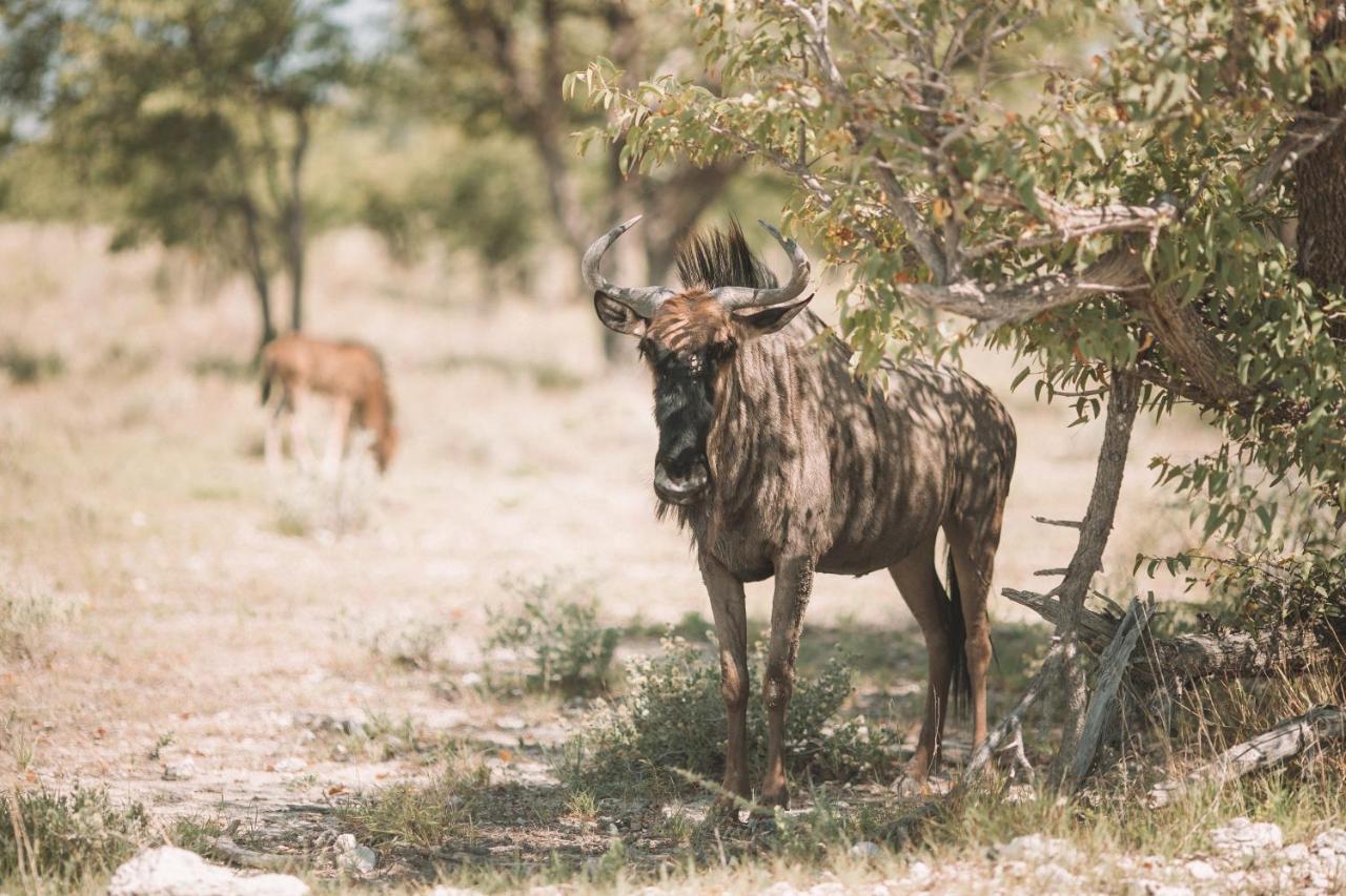 Etosha Safari Campsite Eksteriør bilde