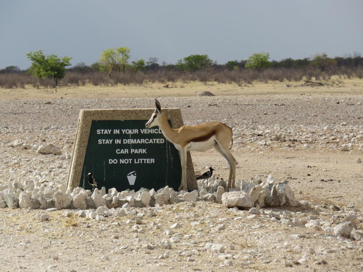 Etosha Safari Campsite Eksteriør bilde