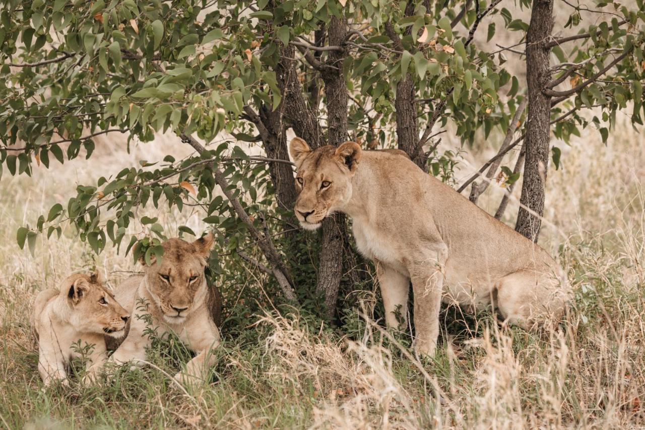 Etosha Safari Campsite Eksteriør bilde
